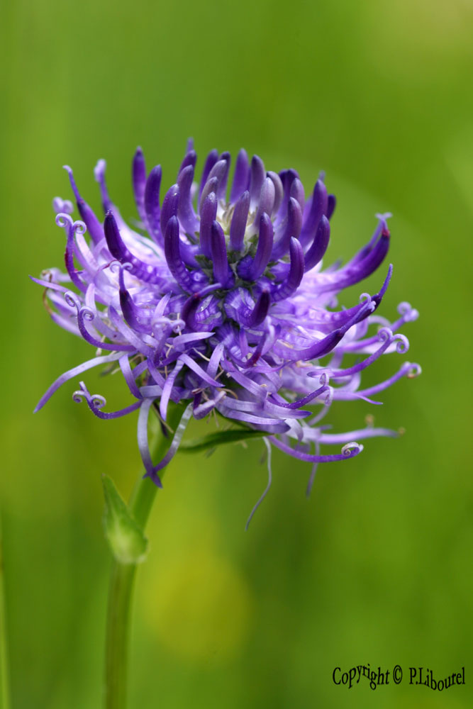 Phyteuma orbiculare