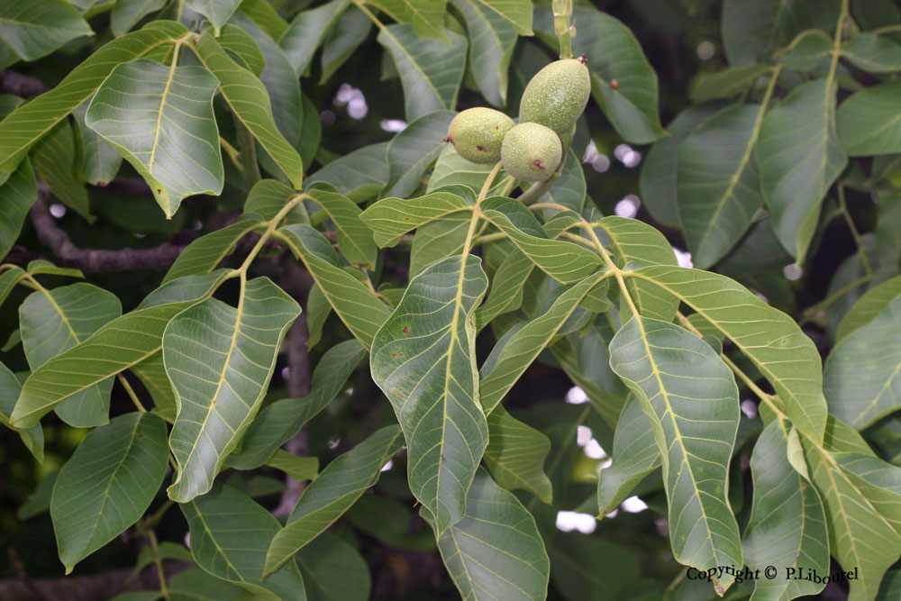 juglans