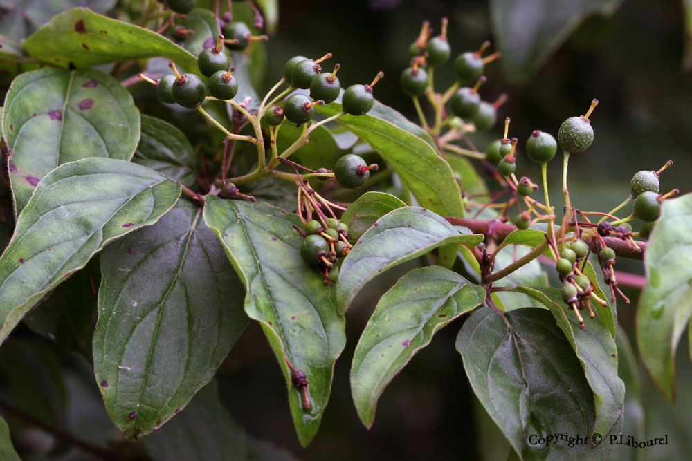 cornus