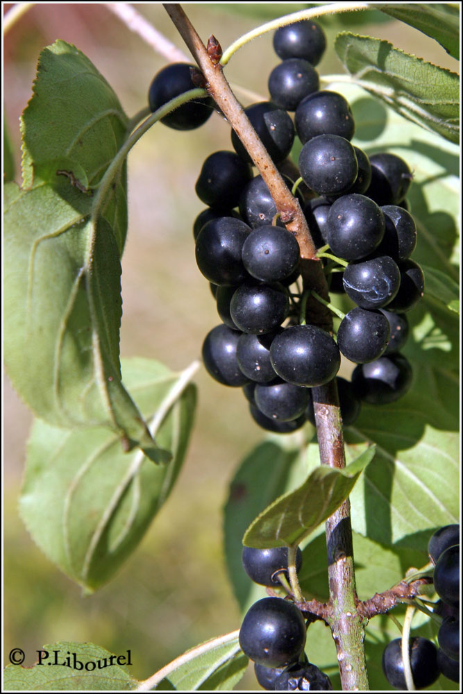 Rhamnus cathartica