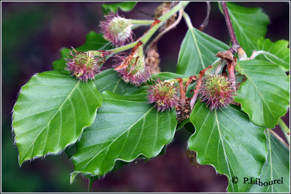Fagus sylvatica