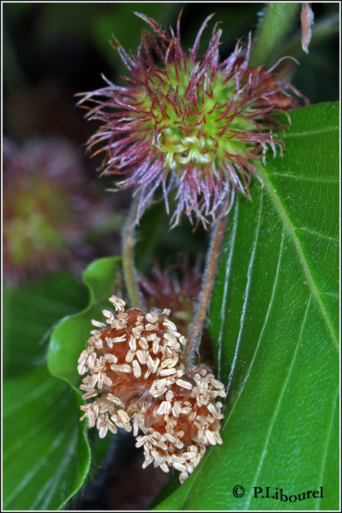 Fagus sylvatica