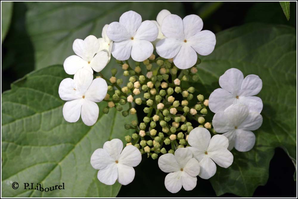 Viburnum opulus