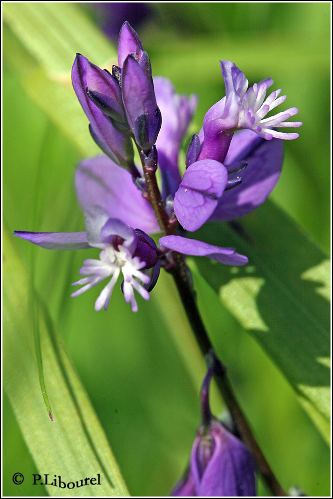 Polygala calcarea