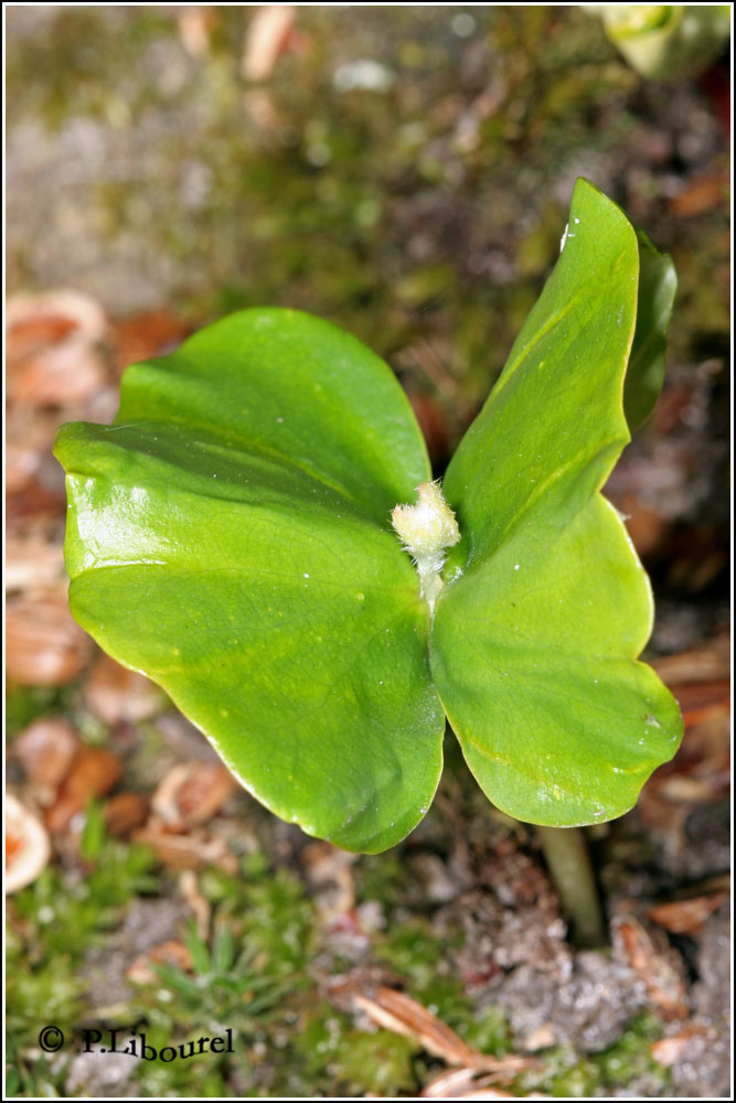 Fagus sylvatica