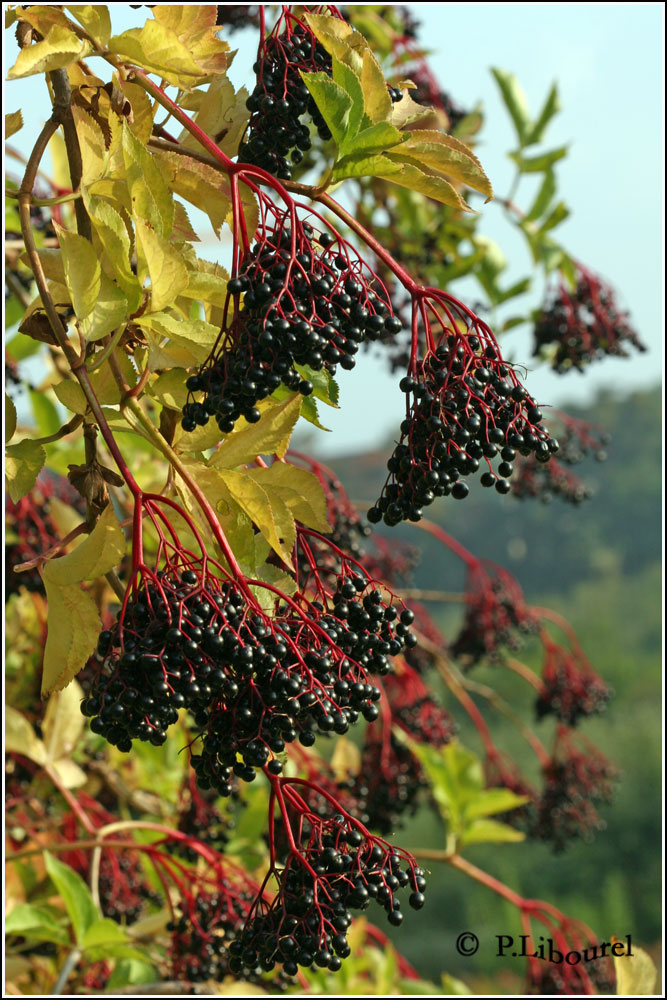 Sambucus nigra