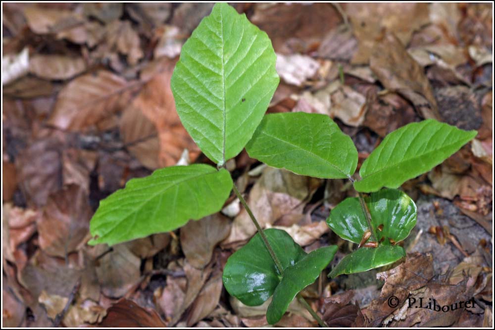 Fagus sylvatica