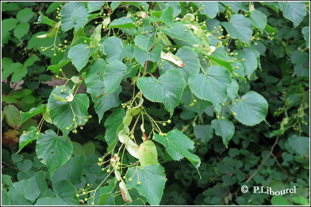 Tilia cordata