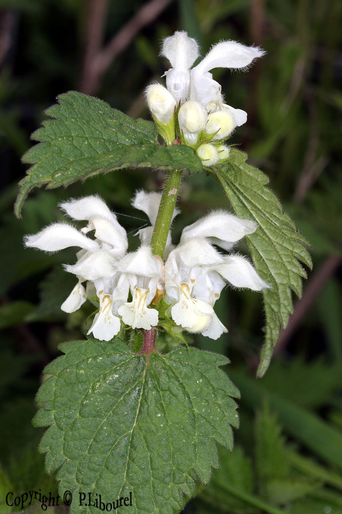 lamium album