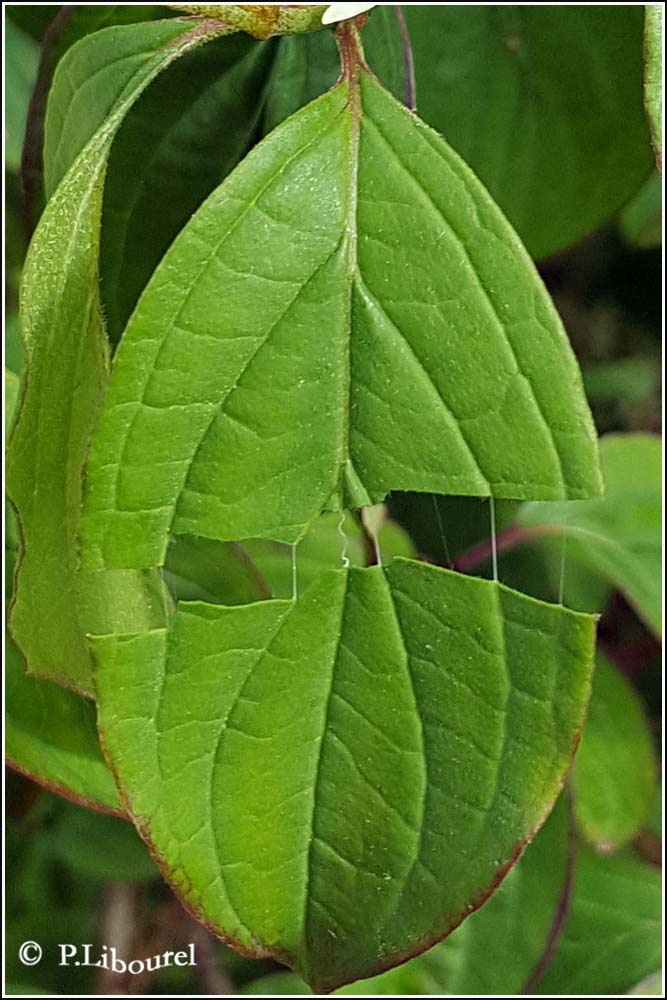 Cornus sanguinea