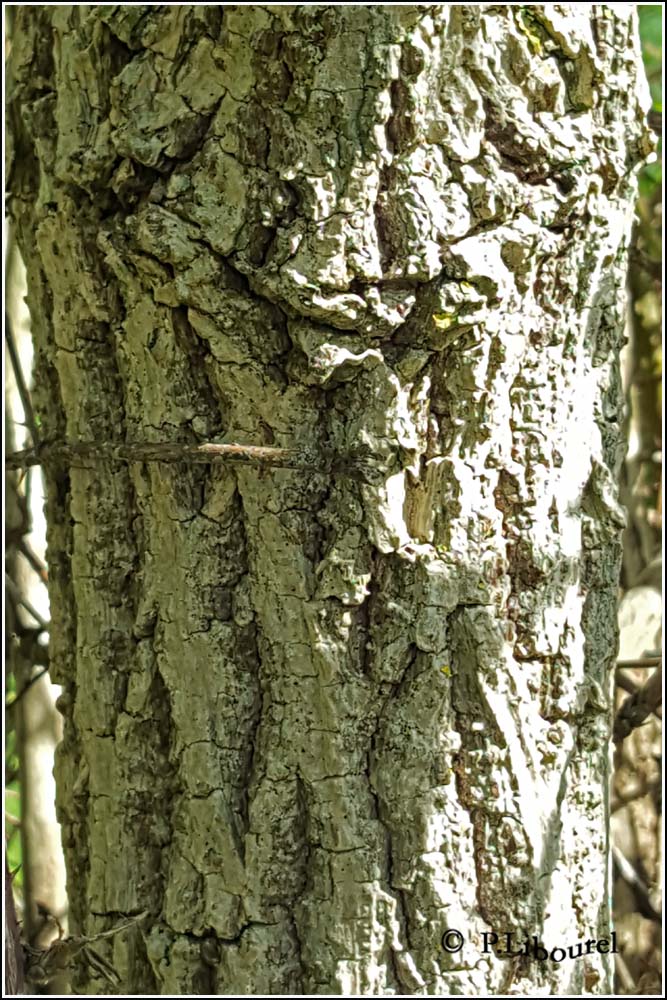 Sambucus nigra