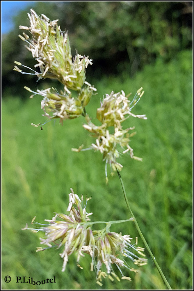 Dactylis glomerata