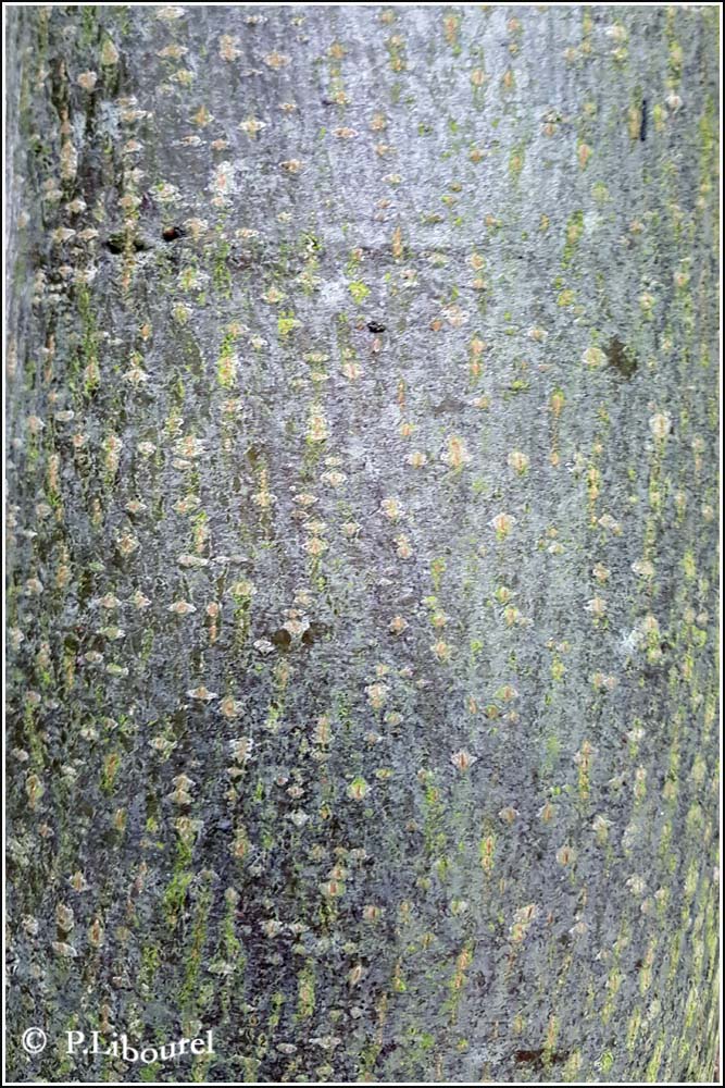 Tilia cordata