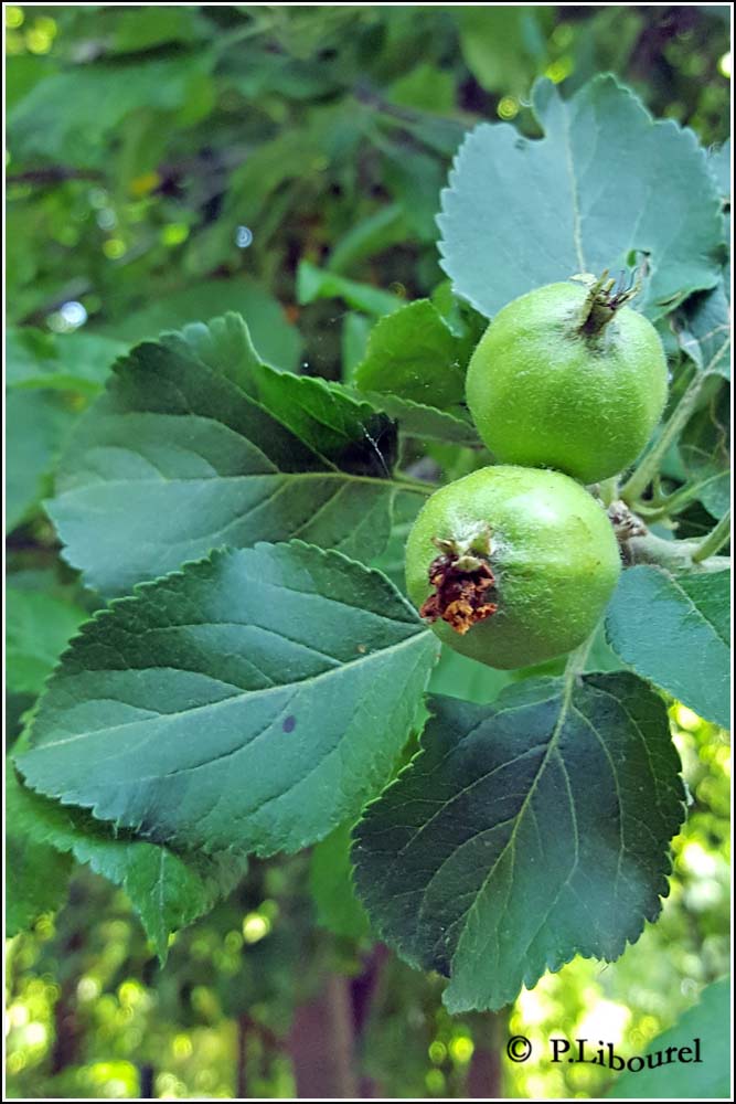 Malus sylvestris