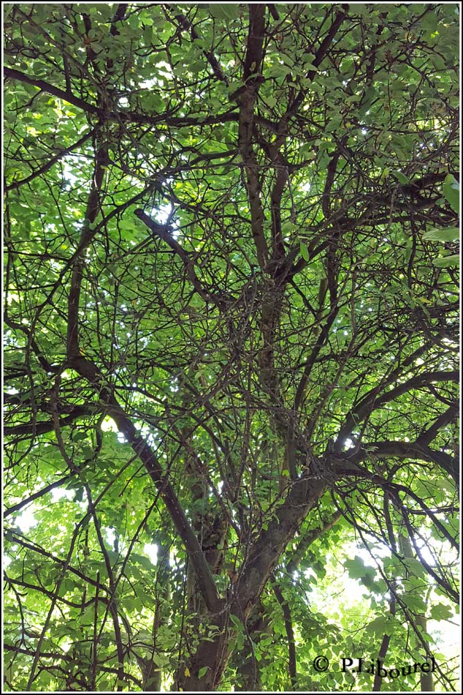 Malus sylvestris