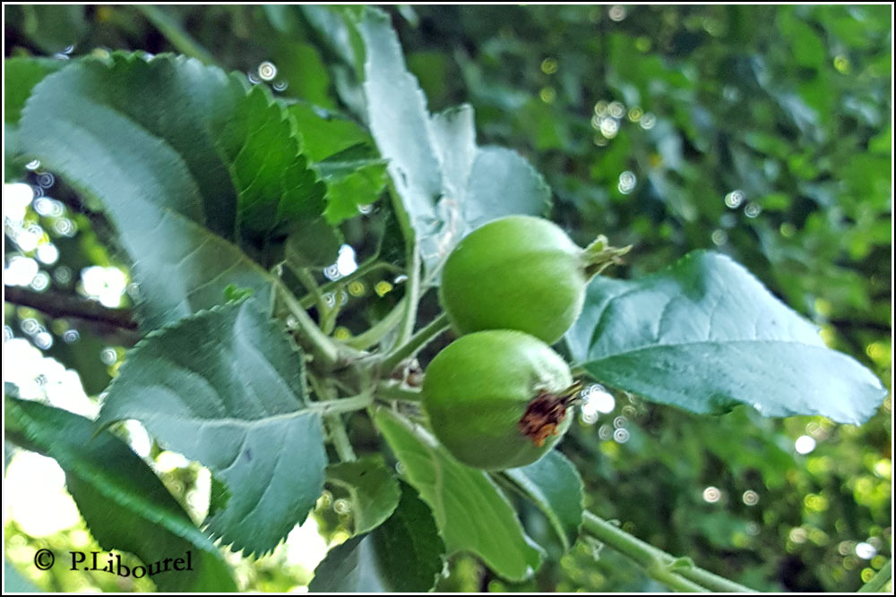 Malus sylvestris