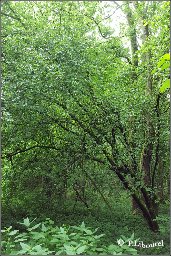 Malus sylvestris