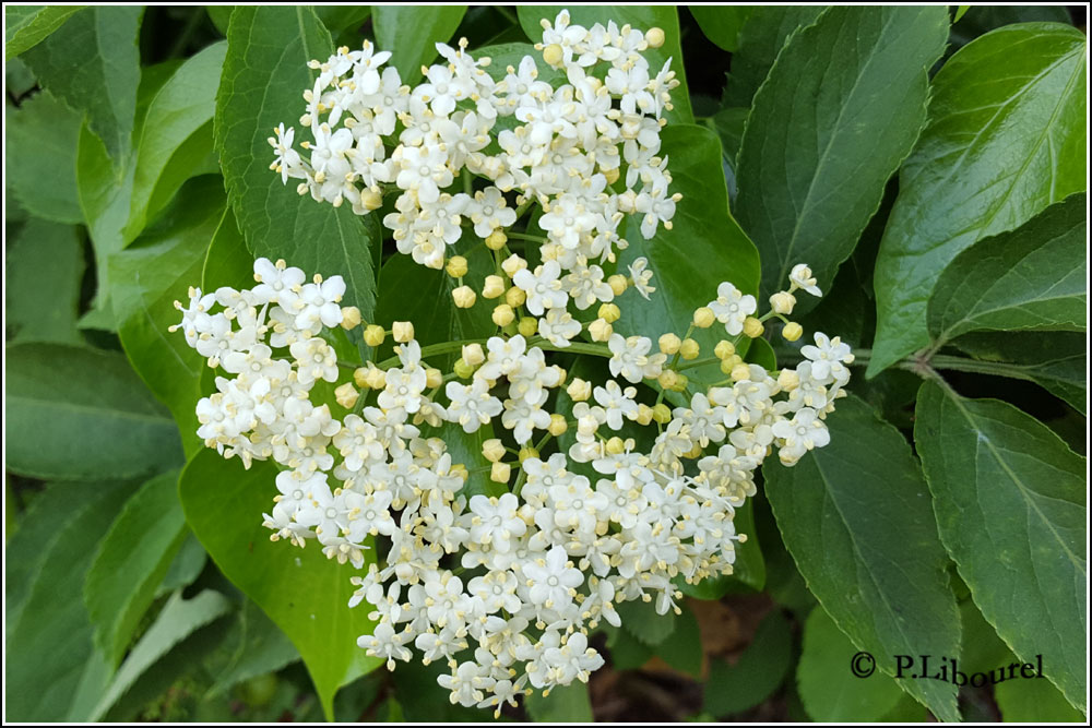 Sambucus nigra