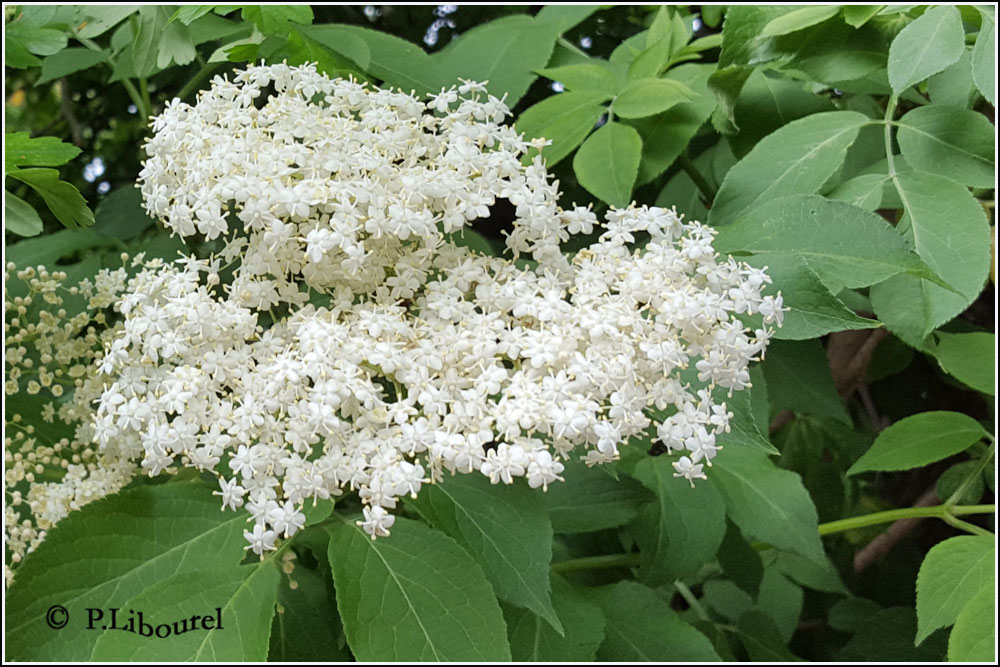 Sambucus nigra