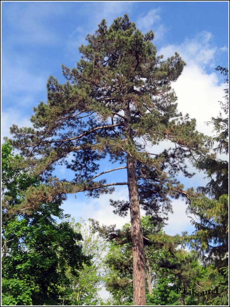 Pinus nigra