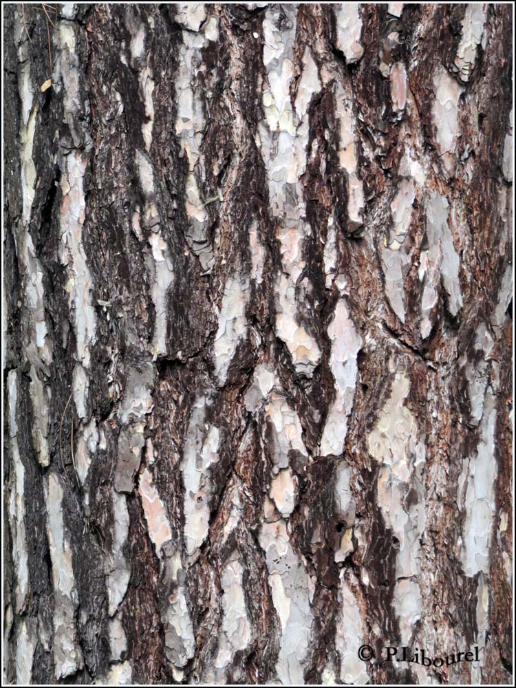 Pinus nigra