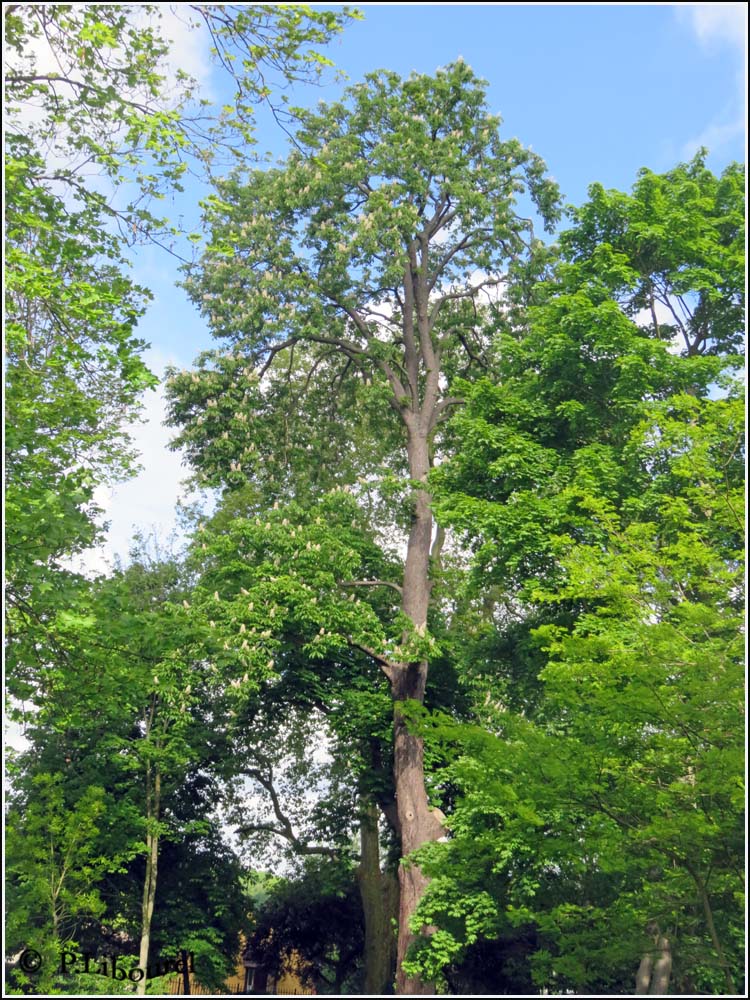 Aesculus hippocastanum
