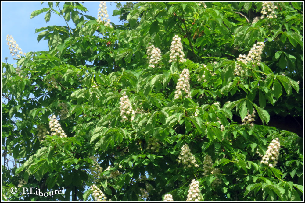 Aesculus hippocastanum