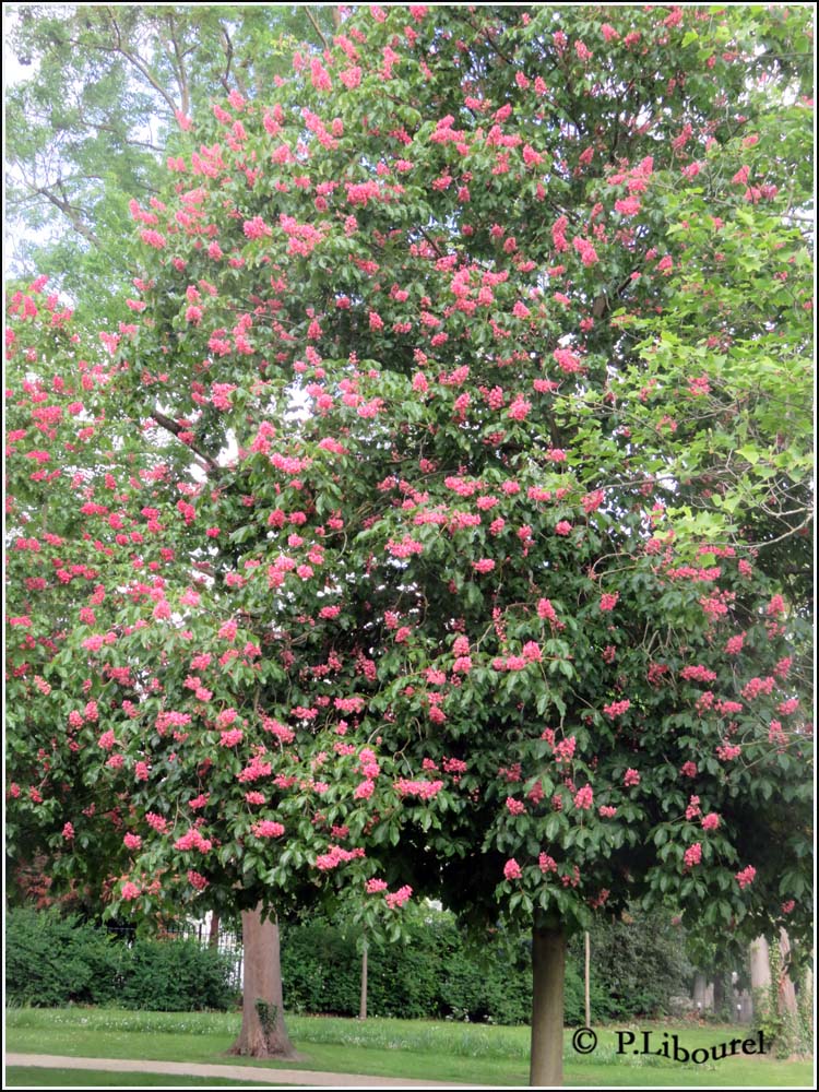 Aesculus x carnea