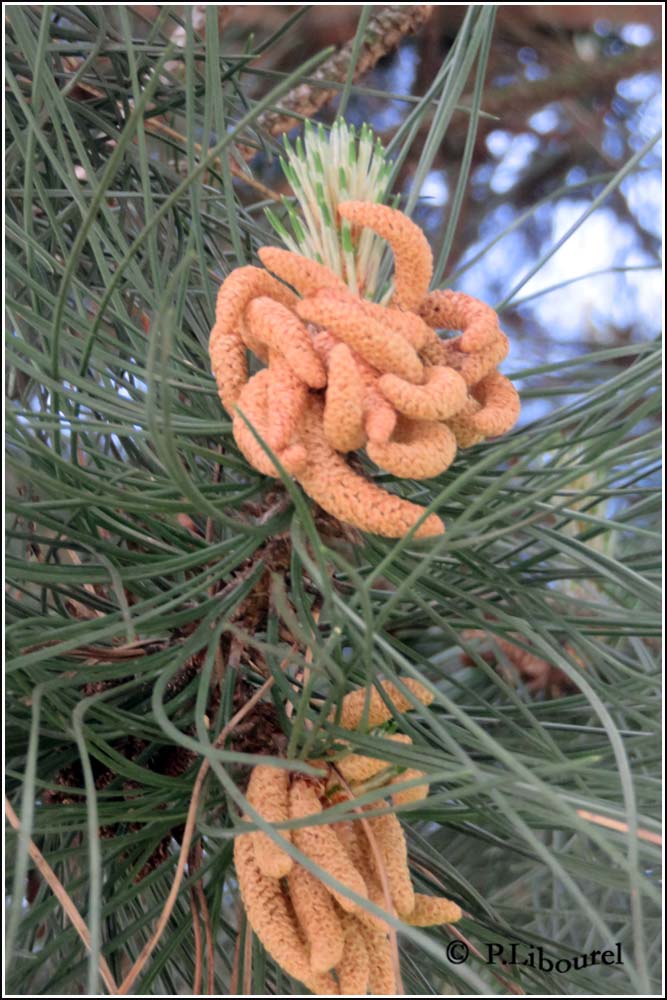 Pinus nigra