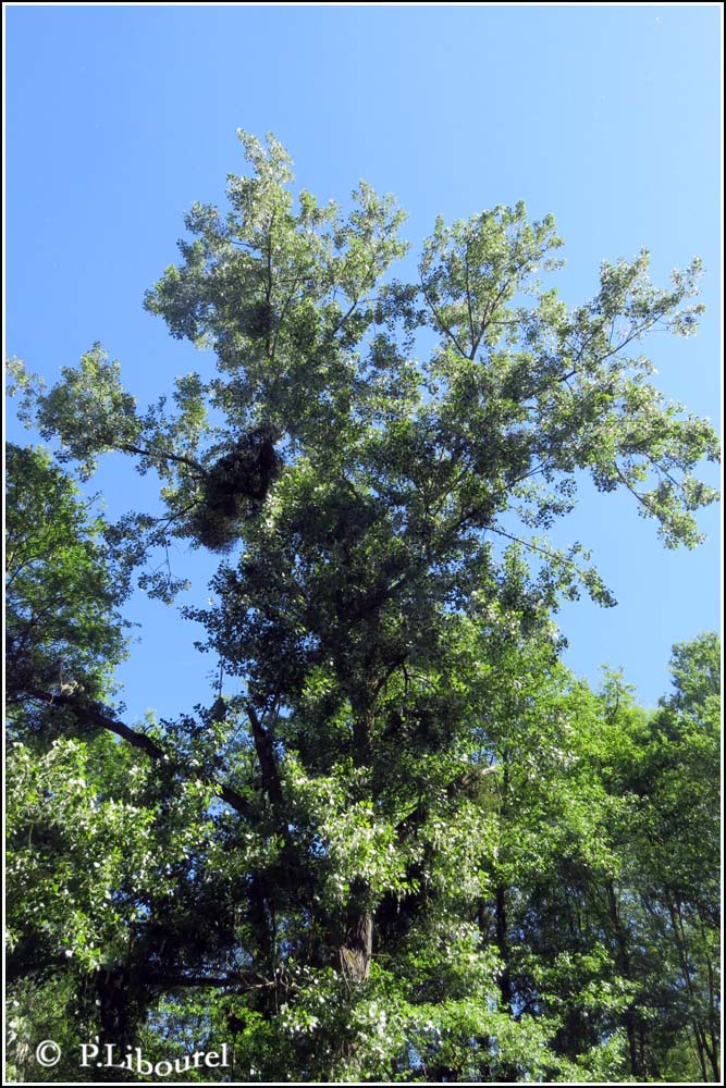 Populus nigra