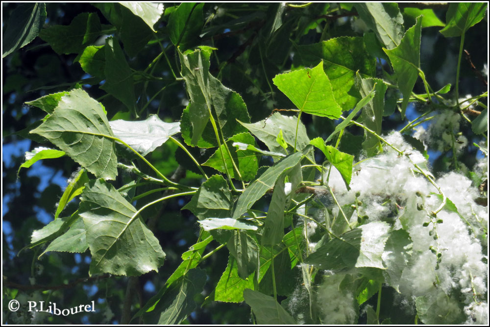 Populus nigra
