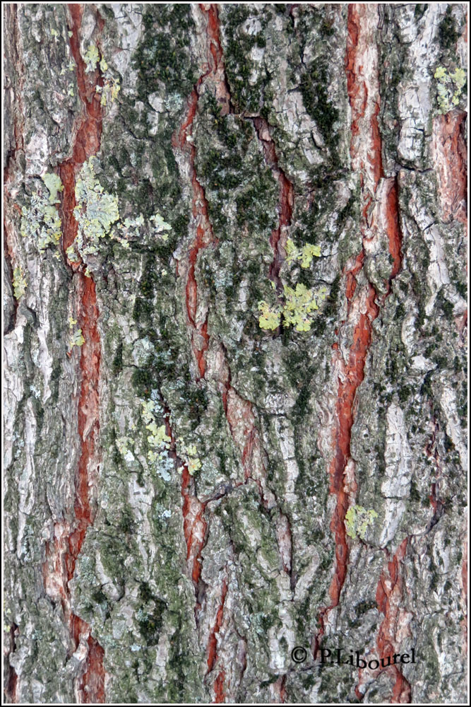 Koelreuteria paniculata