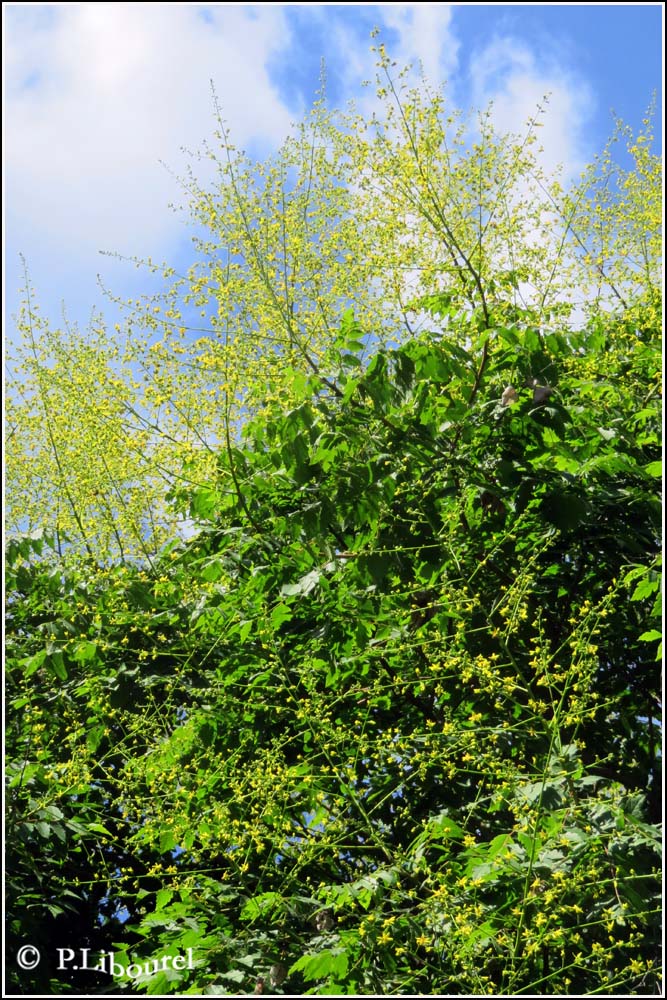Koelreuteria paniculata