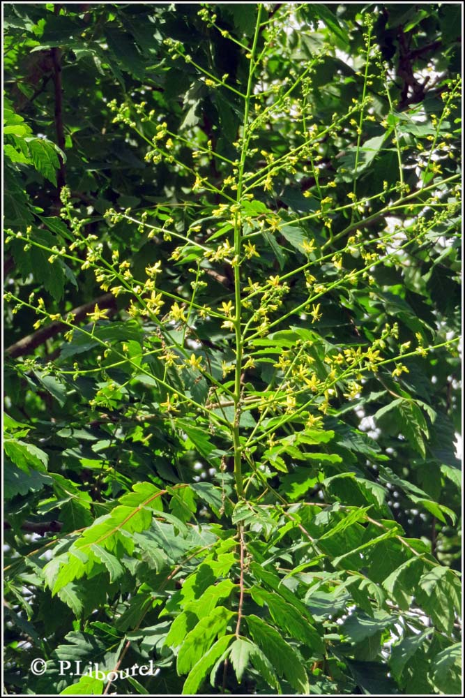 Koelreuteria paniculata