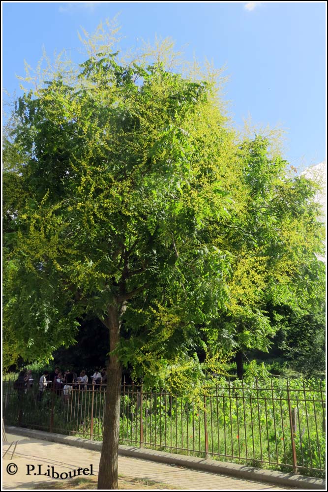 Koelreuteria paniculata