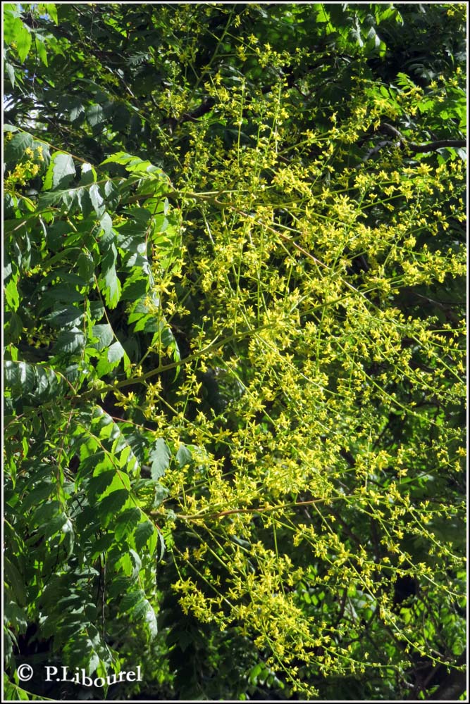 Koelreuteria paniculata