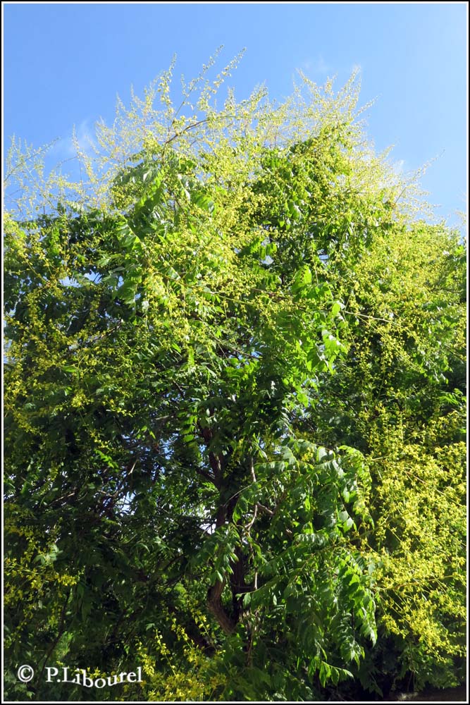 Koelreuteria paniculata