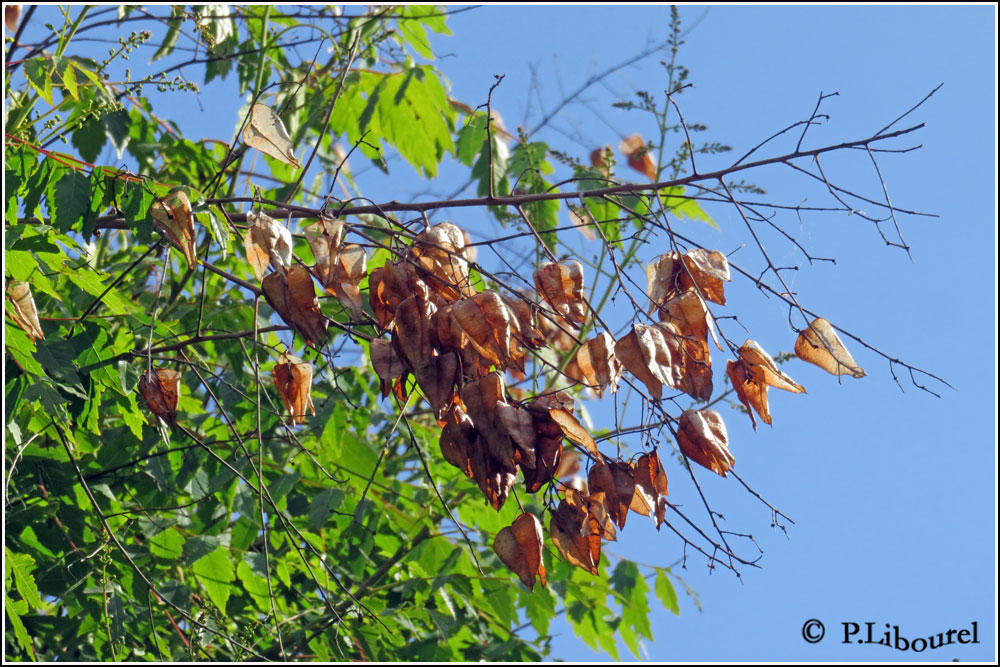Koelreuteria paniculata