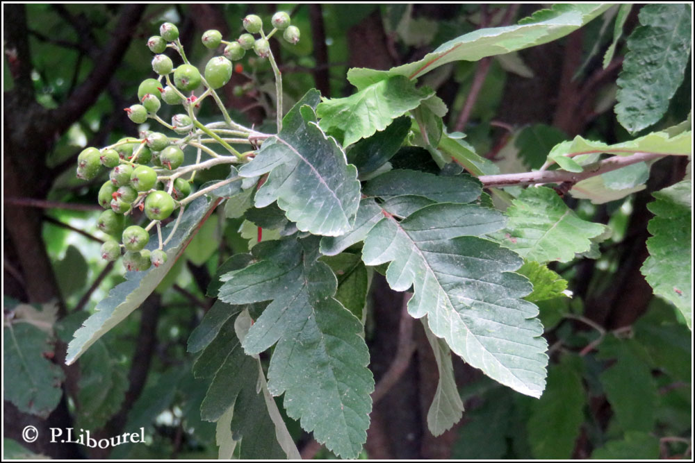 Sorbus latifolia