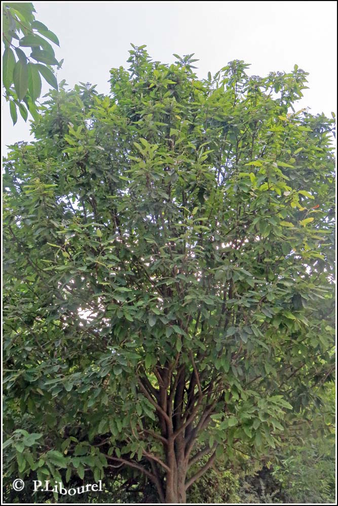 Sorbus latifolia