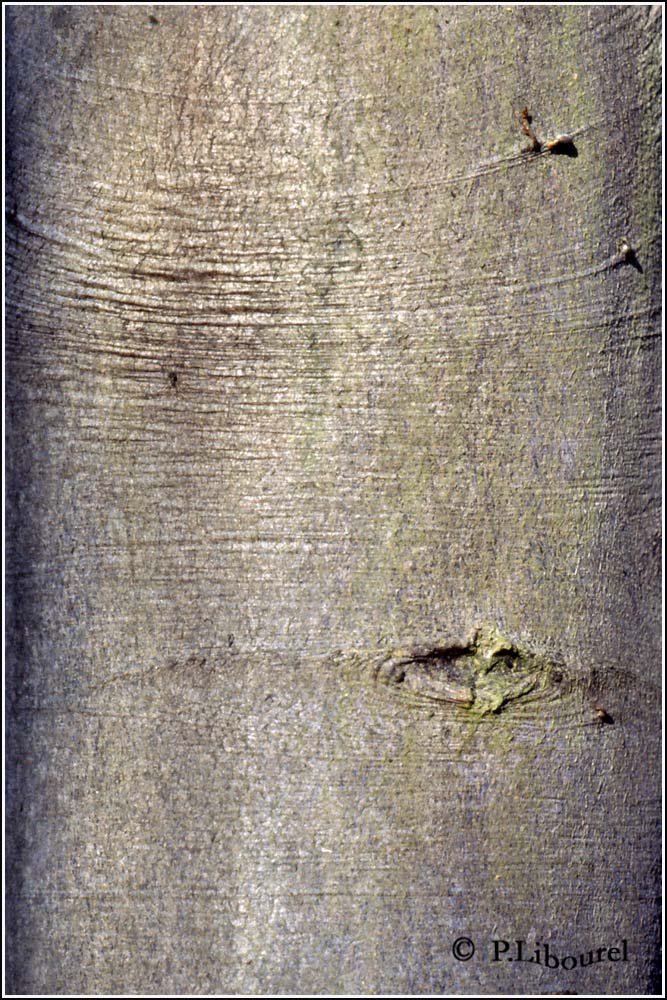 Fagus sylvatica