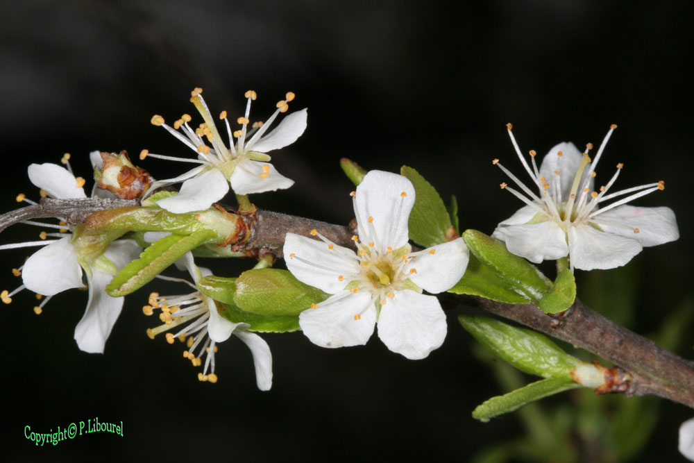 prunus