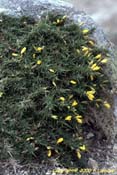 ulex