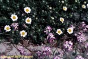 anthemis