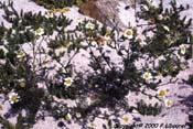 anthemis