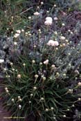 armeria