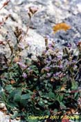 limonium