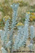 otanthus