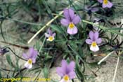 viola