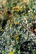 senecio